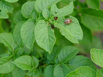 leaf