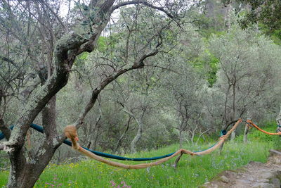 Trees growing in forest