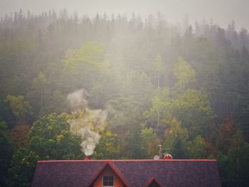 Trees and plants growing outside house in forest