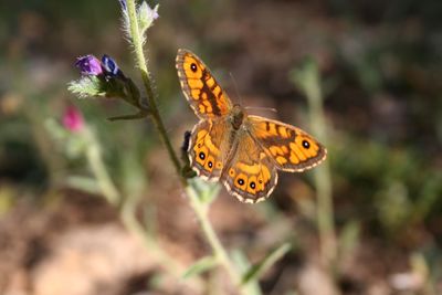 Close-up of butterfly pollinating on purple flower