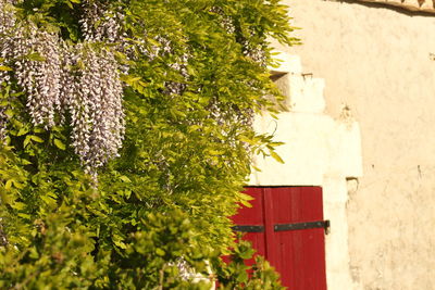 Close-up of plant against building