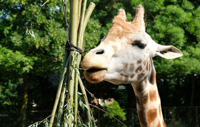 Close-up of giraffe against plants