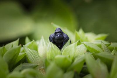 Close-up of insect on plant