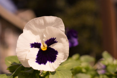 Close-up of white flowering plant