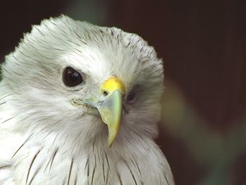 Close-up of white bird