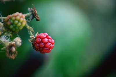 Close-up of strawberries on plant