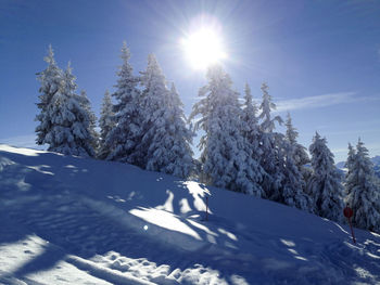 Trees on snow covered landscape