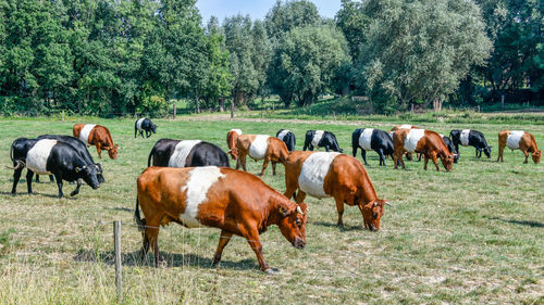 Horses in a field