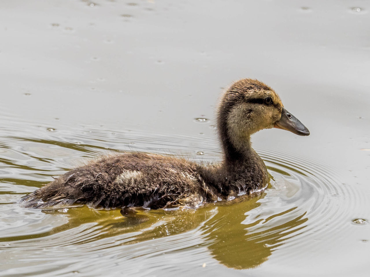 Gold feathers