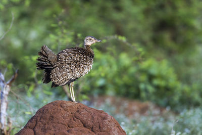 Close-up of bird perching on rock