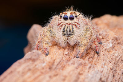 Close-up of spider