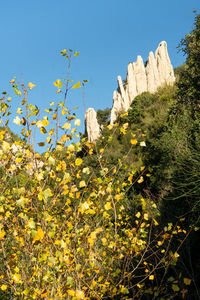 Low angle view of flowering plants on field against clear sky