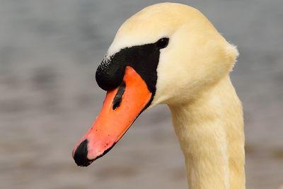 Close-up of white bird