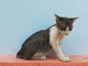 Cat sitting on wall