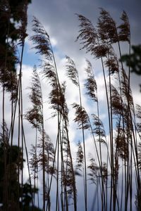 Low angle view of plants against sky