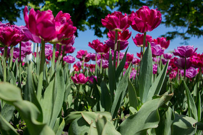 Close-up of pink tulips