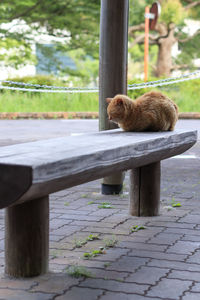 Cat sitting on wood