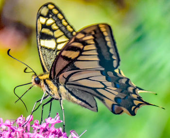 Close-up of butterfly pollinating on flower