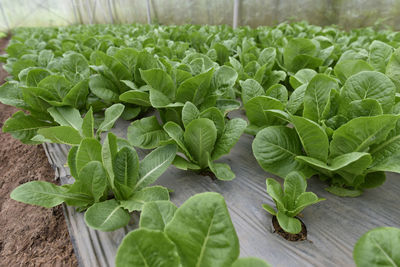 High angle view of fresh green leaves