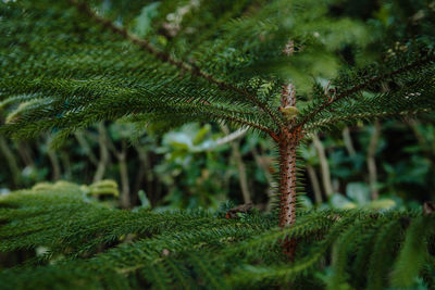 Close-up of pine tree