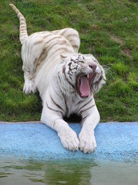 White tiger roaring while resting in zoo