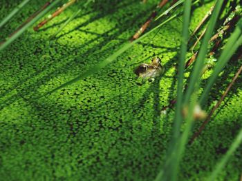 High angle view of insect on green leaf