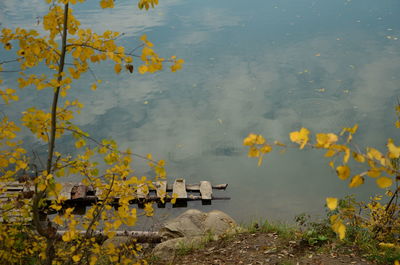 Scenic view of yellow flowers by lake
