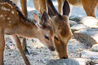 Close-up of deer