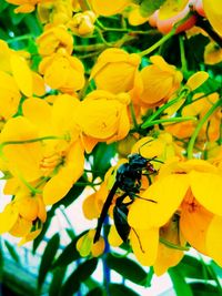 Close-up of insect on yellow flowers