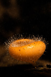 Close-up of raindrops on leaf against black background