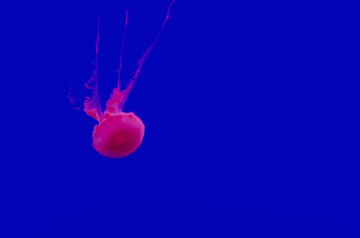 Close-up of jellyfish against blue background