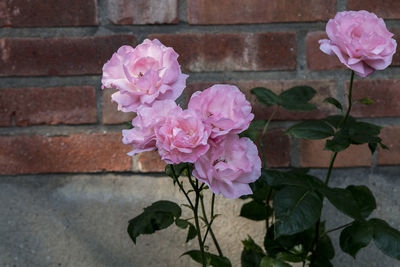 Close-up of pink flowers blooming outdoors