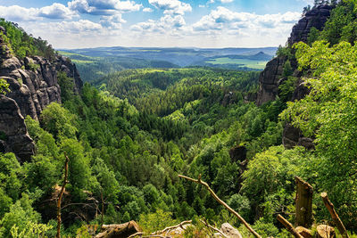 Scenic view of forest against sky