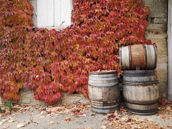 autumn