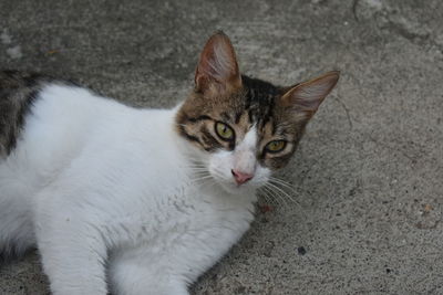 High angle portrait of cat