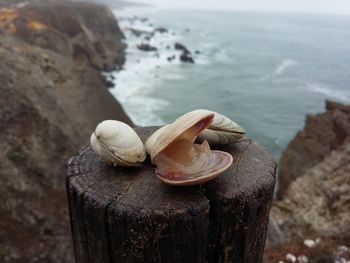 Close-up of shell on rock at sea shore
