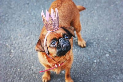 Cute princess dog small brabanson in pink shiny crown on grey background