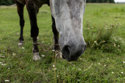 Close-up of a horse grazing in field