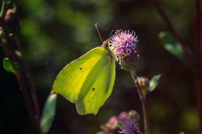 Close-up of butterfly pollinating on purple flower