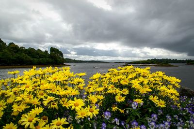 Yellow flowers blooming by sea against cloudy sky