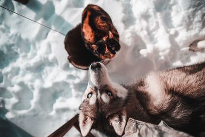 Close-up of a dog