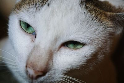 Close-up portrait of cat