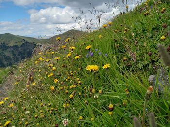 Scenic view of flowering plants on land