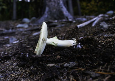 Close-up of white mushroom on field