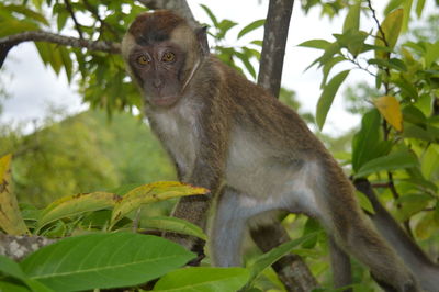 Close-up portrait of monkey on tree