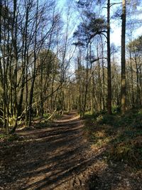 Dirt road amidst trees in forest