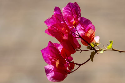 Close-up of pink flowering plant