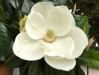 Close-up of white flower