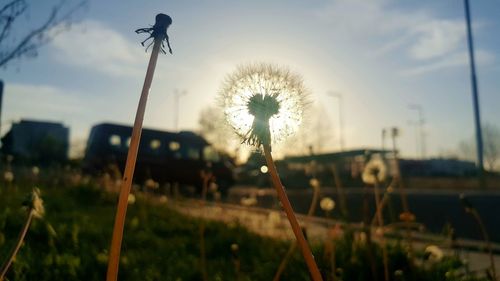 Close-up of grass against sky