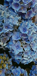 Close-up of blue hydrangea flowers